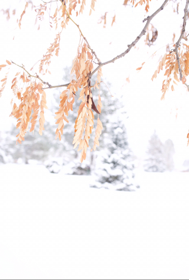 Golden-orange leaves hang on to a branch in the foreground of a winter snow scene with evergreens in the background